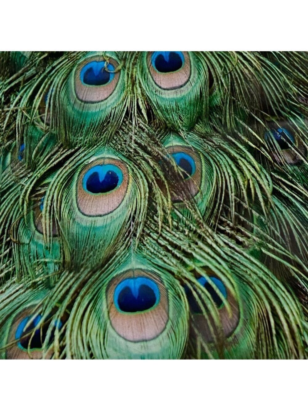 25 10X13 Poly Mailers Peacock Eyes PRICE IS FIRM - Picture 13 of 13